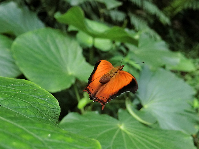 ソトグロカバタテハの飛翔