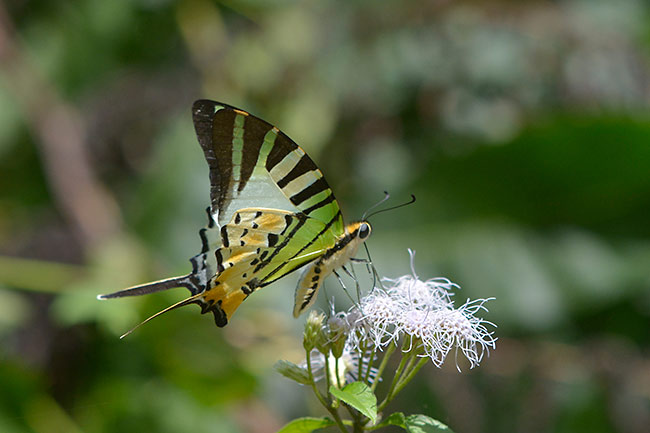 オナガタイマイ