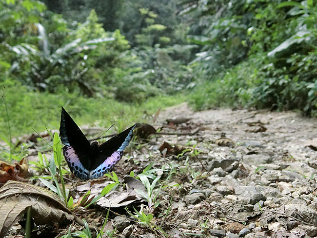 オオイナズマの飛翔