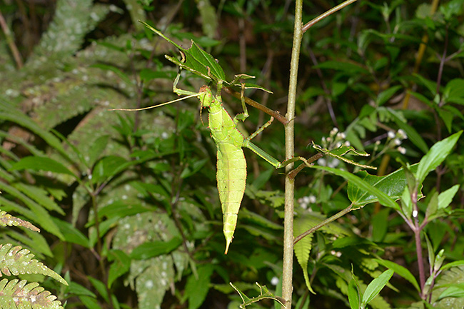 サカダチコノハナナフシ