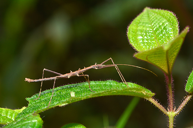 ウンノトゲナナフシ