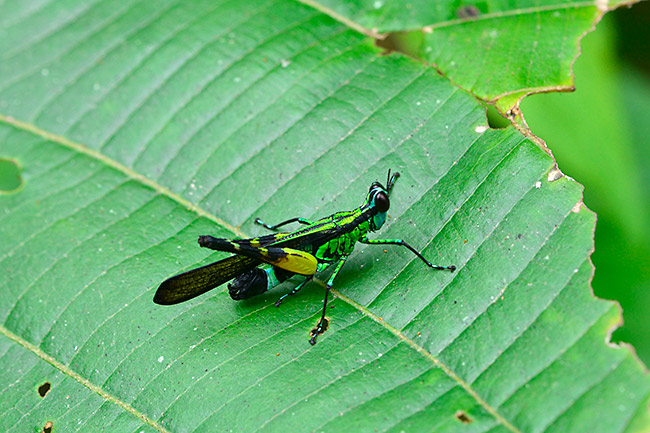 トガリメバッタ