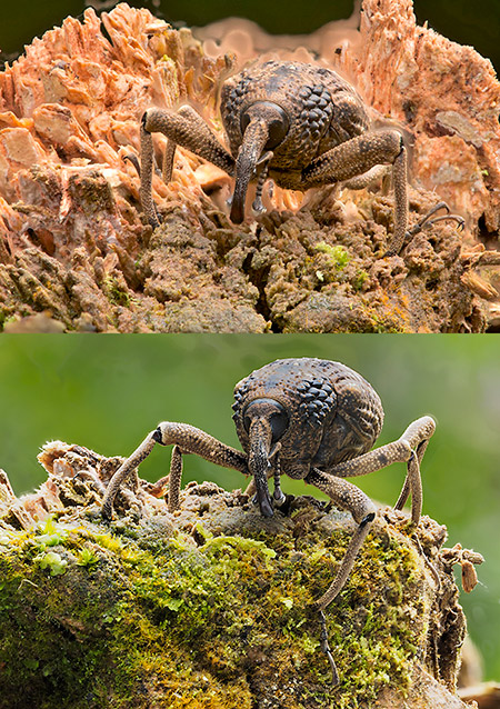 オオゾウムシの深度合成
