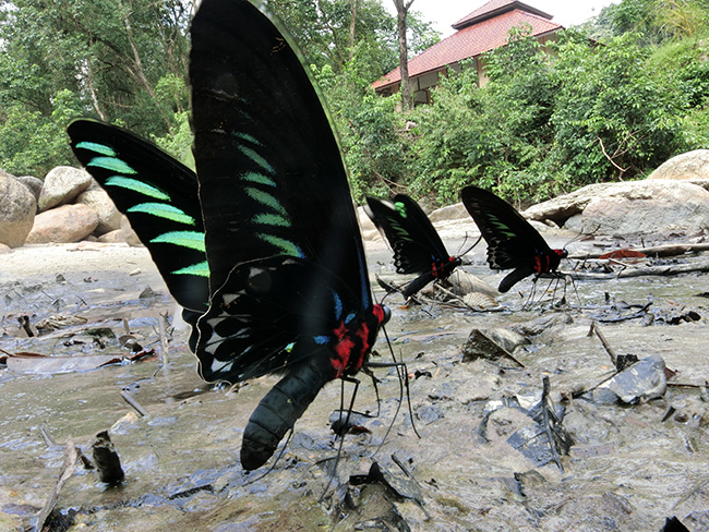 アカエリトリバネアゲハを深度合成で