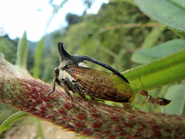オウシツノゼミを魚露目で