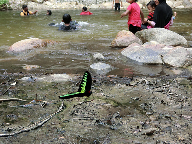 アカエリトリバネアゲハをパスト連写で
