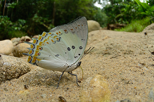 ホウセキフタオを魚眼で
