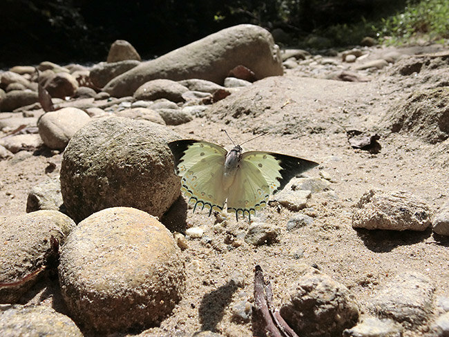 ホウセキフタオの飛翔