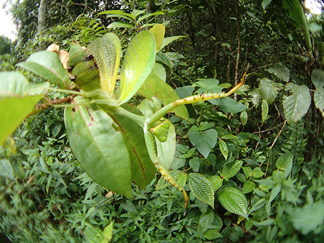 カマキリを魚露目で