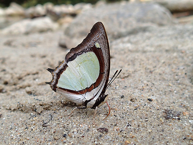 ヤリサスフタオチョウ