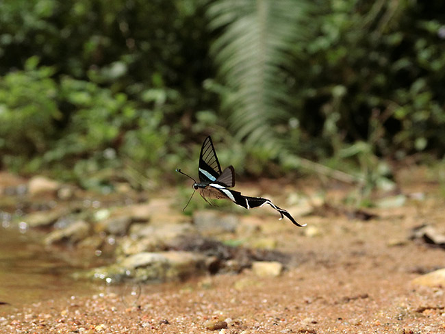 アオスソビキアゲハの飛翔
