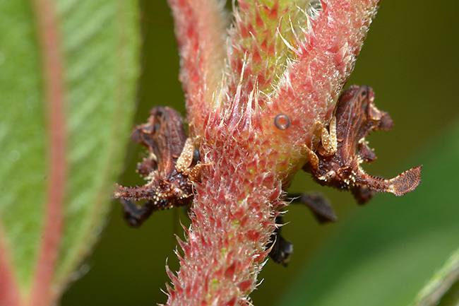 ツノゼミをマクロレンズで
