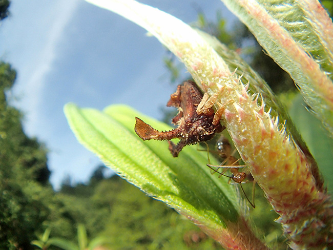 ツノゼミを魚露目で