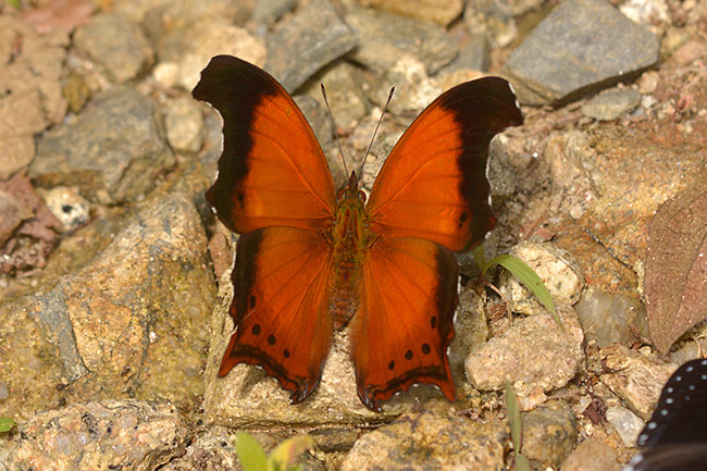 ソトグロカバタテハ