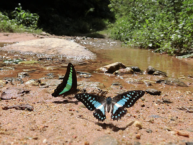 エベモンタイマイの飛翔