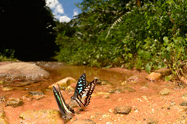 エベモンタイマイを魚眼で