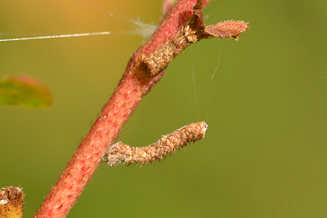 シャクトリムシの擬態