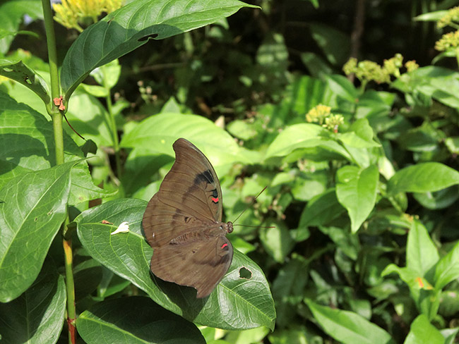 エベリナイナズマ