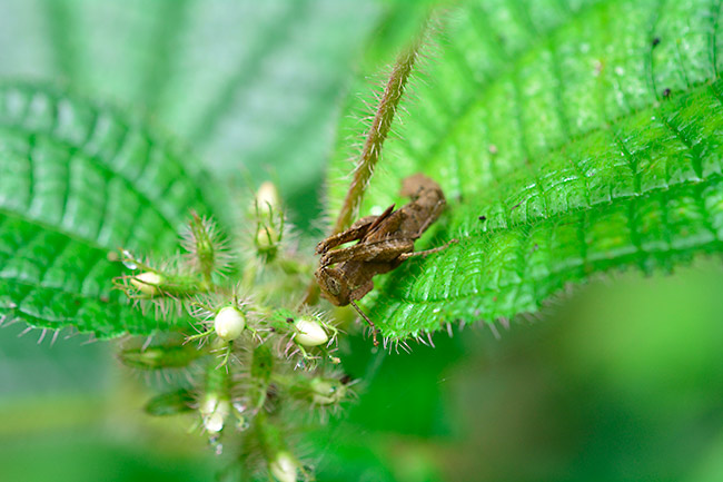バッタのカムフラージュ