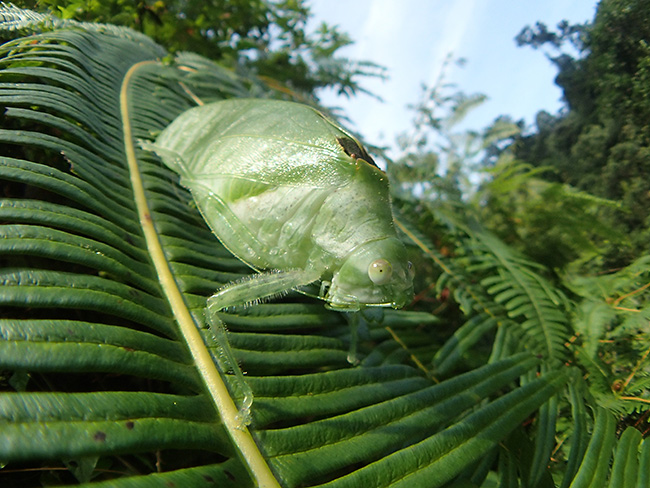 魚露目でキリギリスの仲間