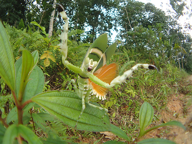 ヒョウモンカマキリの威嚇を魚露目で