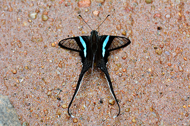 おしっこをするアオスソビキアゲハ