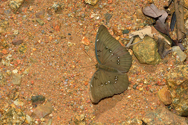 ドゥンヤイナズマ