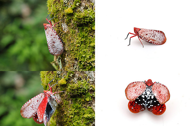 ウスベニハゴロモの威嚇を白バックで撮る