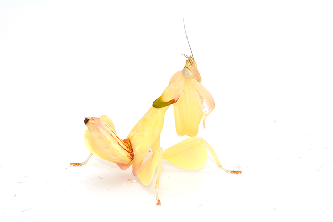 ハナカマキリの幼虫を深度合成で