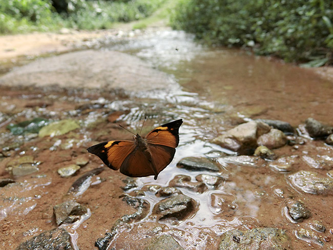 イワサキコノハの飛翔