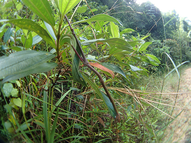 ナナフシを魚露目で