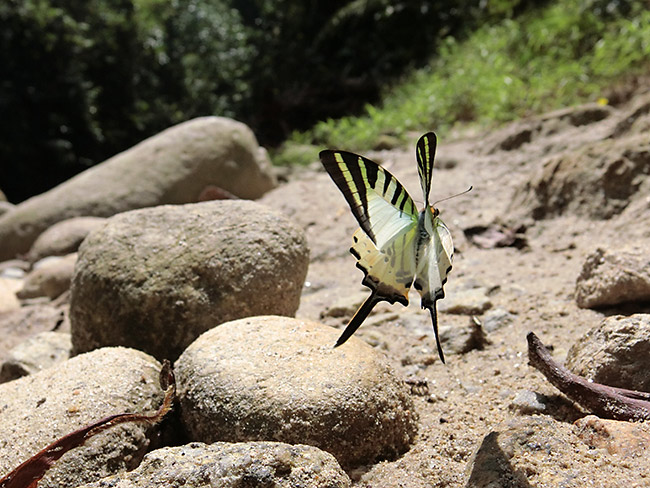 オナガタイマイの飛翔