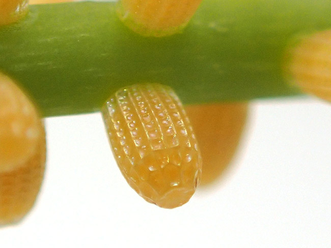 TG-2のスーパーマクロでチョウの卵を深度合成