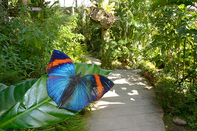 指紋の付いたコノハチョウ