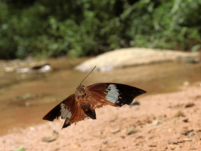 チャイロフタオの仲間