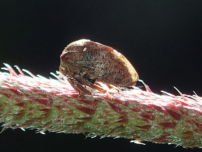 小さなツノゼミ