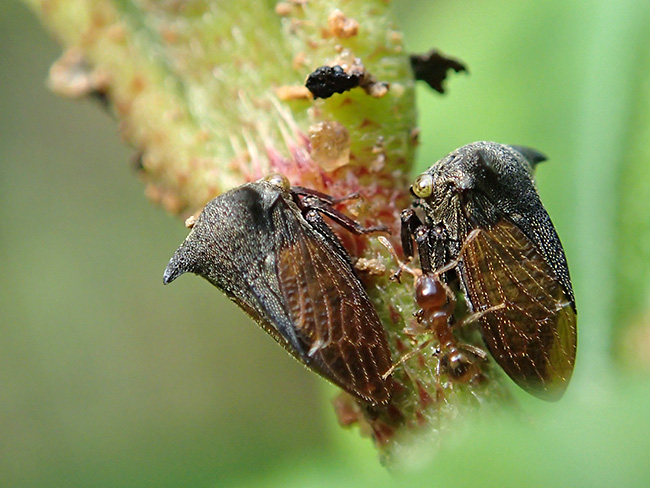 コツノゼミノ仲間
