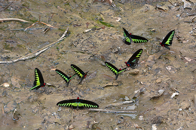 アカエリトリバネアゲハ8匹