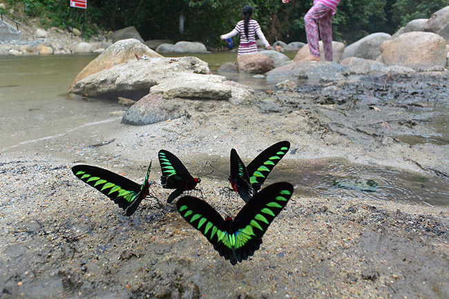 雨が降ったらアカエリトリバネアゲハが戻ってきた