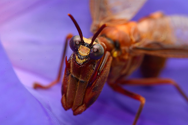 カマキリモドキ