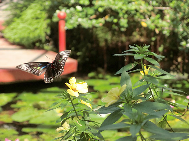 アカエリトリバネアゲハのメス