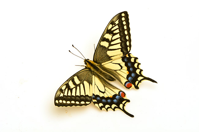 羽化したキアゲハ