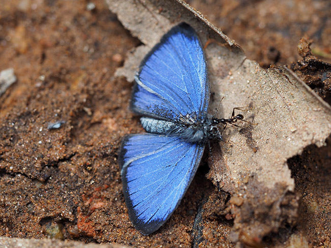 アリに引かれるルリシジミの仲間