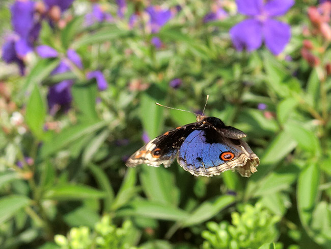 アオタテハモドキの飛翔
