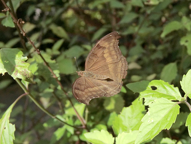 クロタテハモドキの飛翔