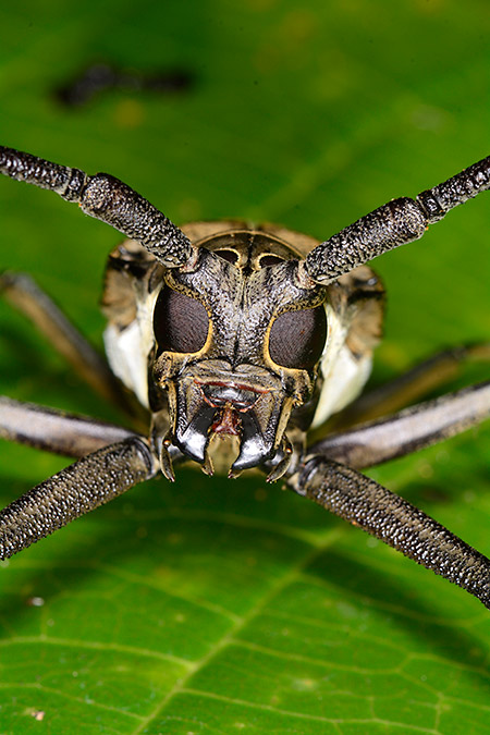 シロスジカミキリの仲間の顔
