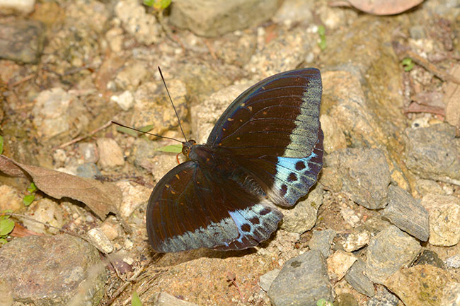 ヤマオオイナズマ