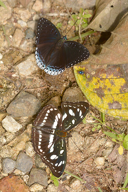 ランガシロミスジとシロヘリスミナガシ
