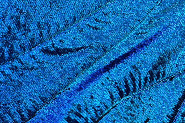 モルフォチョウの翅