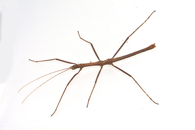 ウンノトゲナナフシの白バック写真